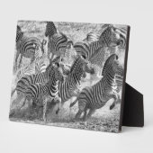 Zebras running fotoplatte (Seite)