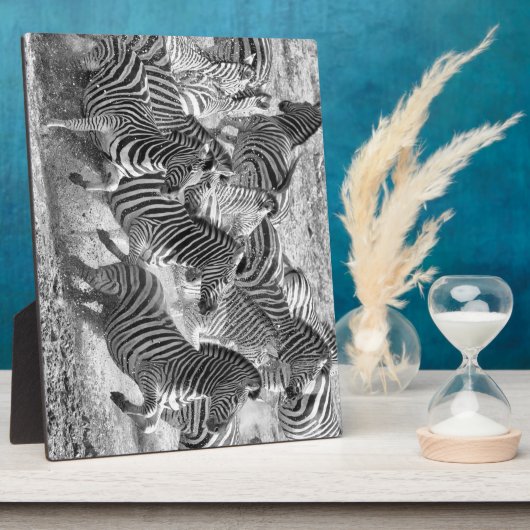 Zebras running fotoplatte (Seite)