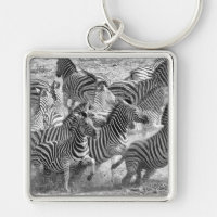 Zebras running