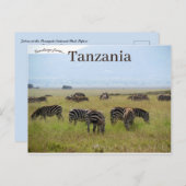 Zebras Serengeti Nationalpark Safari Tansania Postkarte (Vorne/Hinten)