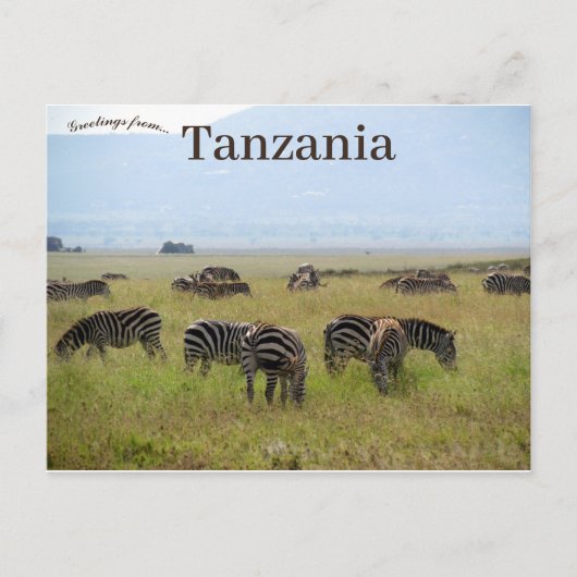 Zebras Serengeti Nationalpark Safari Tansania Postkarte (Vorderseite)