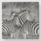 Zebras Steinuntersetzer (Vorderseite)