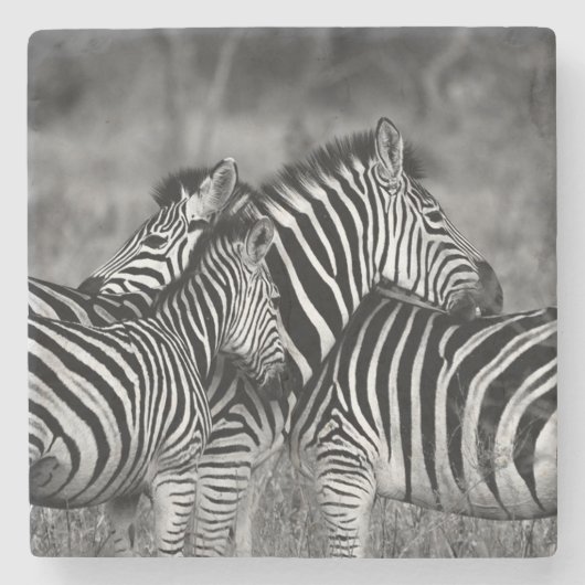 Zebras Steinuntersetzer (Vorderseite)
