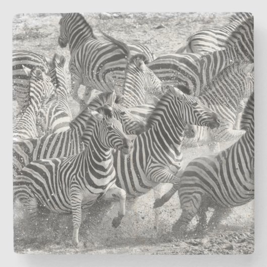 Zebras Steinuntersetzer (Vorderseite)
