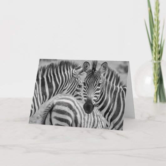 Zebras, Südafrika Feiertagskarte (Vorderseite)