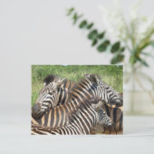 Zebras Südafrika Postkarte (Stehend Vorderseite)