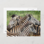 Zebras Südafrika Postkarte (Vorne/Hinten)