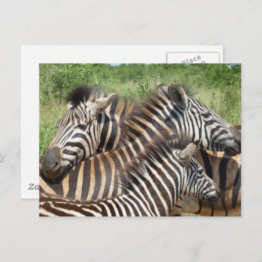 Zebras Südafrika Postkarte (Vorne/Hinten)