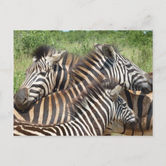 Zebras Südafrika Postkarte (Vorderseite)
