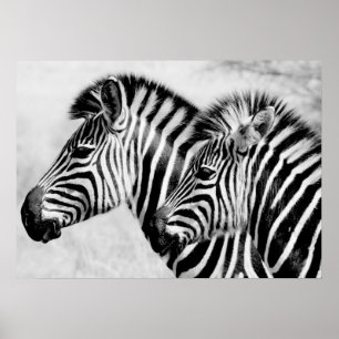 Zebras-Tier-wild lebende Tiere Schwarzweiss Poster
