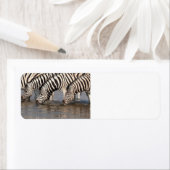 Zebras trinken (Insitu)