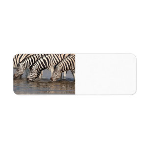 Zebras trinken