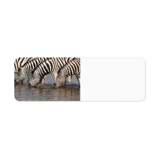 Zebras trinken (Vorne)