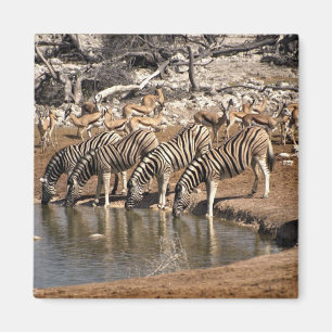 Zebras trinken magnet