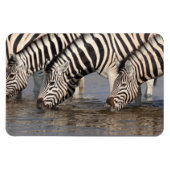 Zebras trinken magnet (Horizontal)