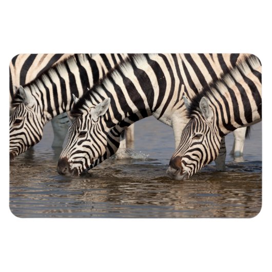 Zebras trinken magnet (Horizontal)