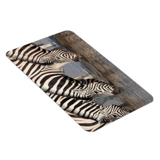 Zebras trinken magnet (Rechte Seite)