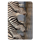 Zebras trinken magnet (Vertikal)