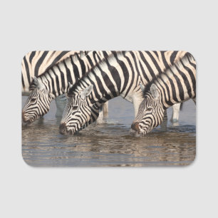 Zebras trinken namensschild
