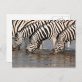 Zebras trinken postkarte (Vorne/Hinten)