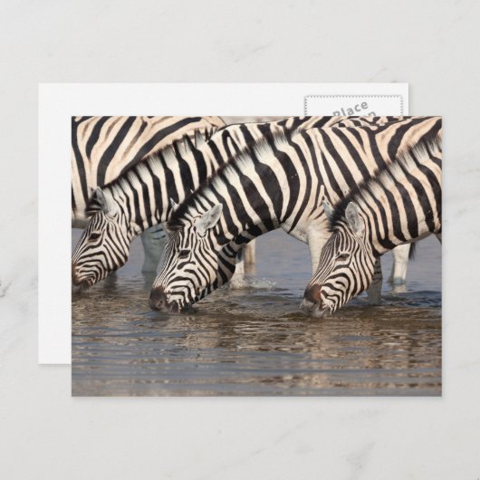 Zebras trinken postkarte (Vorne/Hinten)