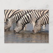 Zebras trinken postkarte (Vorderseite)