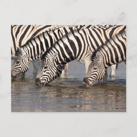Zebras trinken postkarte (Vorderseite)