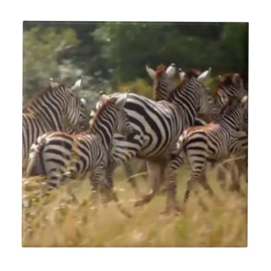 Zebras unterwegs: Eine Reise durch Tausende von Me Fliese (Vorderseite)