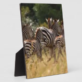 Zebras unterwegs: Eine Reise durch Tausende von Me Fotoplatte (Seite)