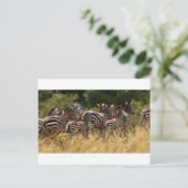 Zebras unterwegs: Eine Reise durch Tausende von Me Postkarte (Stehend Vorderseite)