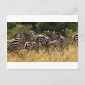 Zebras unterwegs: Eine Reise durch Tausende von Me Postkarte (Vorderseite)