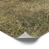 Zebras-Weide Poster (Ecke)