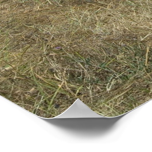 Zebras-Weide Poster (Ecke)