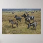 Zebras-Weide Poster (Vorne)