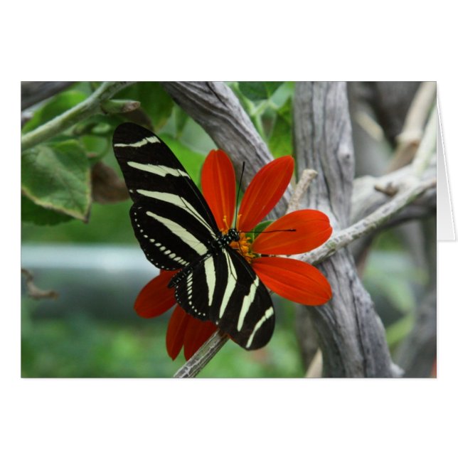 Zebraschmetterling (Vorderseite (Horizontal))