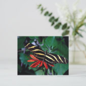 Zebraschmetterling auf der mexikanischen flammende postkarte (Stehend Vorderseite)