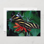 Zebraschmetterling auf der mexikanischen flammende postkarte (Vorne/Hinten)