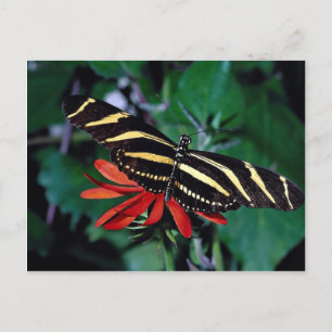 Zebraschmetterling auf der mexikanischen flammende postkarte