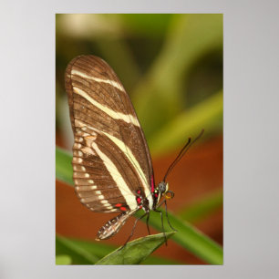 Zebraschmetterling Poster