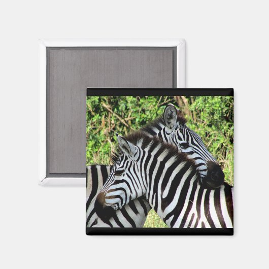 Zebraschnecken Magnet (Vorderseite/Rückseite)