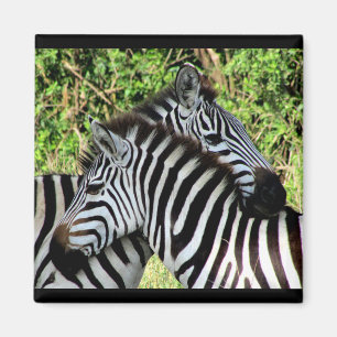 Zebraschnecken Magnet