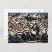 Zebrasherde Postkarte (Vorne/Hinten)