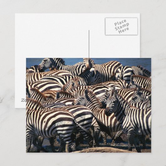 Zebrasherde Postkarte (Vorne/Hinten)