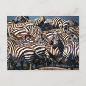 Zebrasherde Postkarte (Vorderseite)