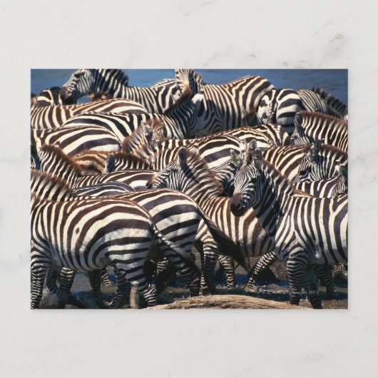 Zebrasherde Postkarte (Vorderseite)