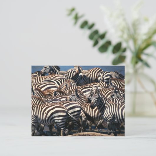 Zebrasherde Postkarte (Stehend Vorderseite)