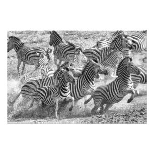 Zebraslaufen Fotodruck
