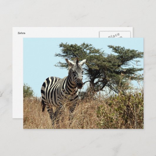 Zebrastarre Postkarte (Vorne/Hinten)