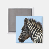 Zebrastreifen blau magnet (Vorderseite/Rückseite)