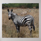 Zebrastreifen Poster (Vorne)